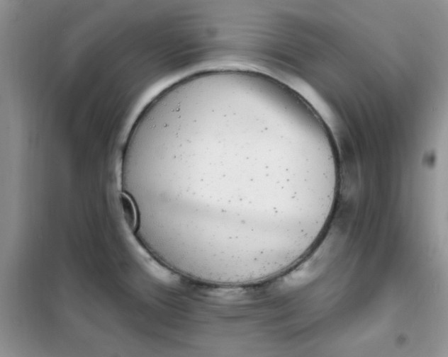 X0000101981388200808011050