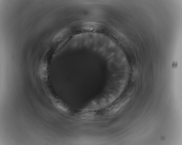 X0000101981394200808011049