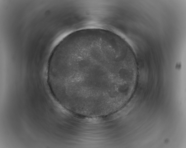 X0000101981415200808011049