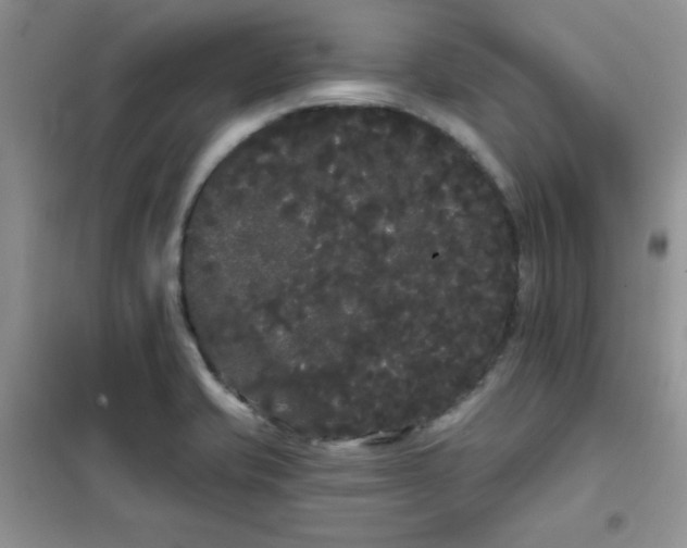 X0000101981421200808011049