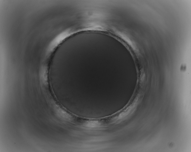 X0000101981455200808011049