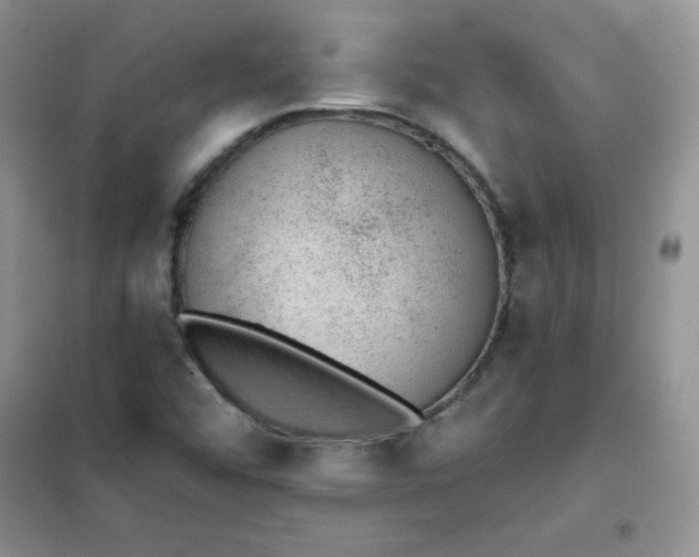 X0000101981456200808011049