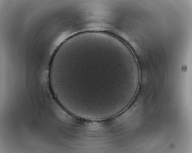 X0000101981459200808011049