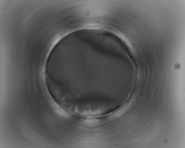 X0000101981466200808011048