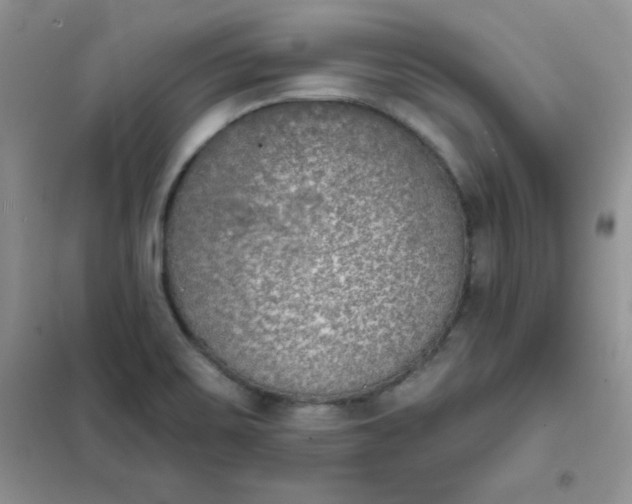 X0000101981467200808011048