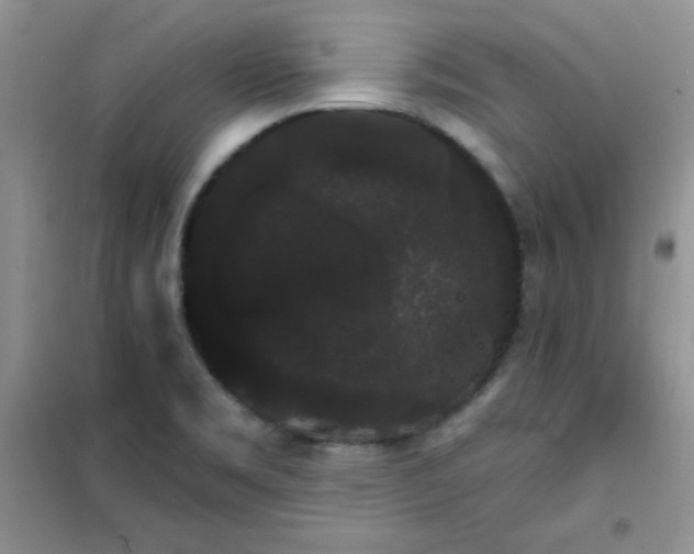 X0000101981469200808011048