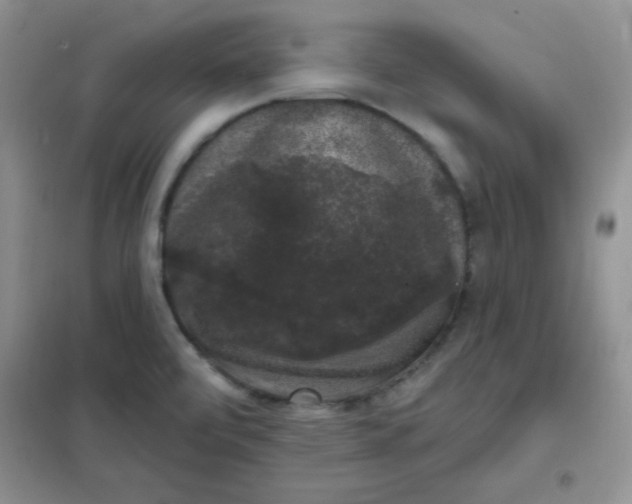 X0000101981472200808011048