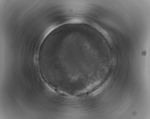 X0000101981473200808011048