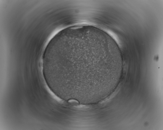 X0000101981476200808011048