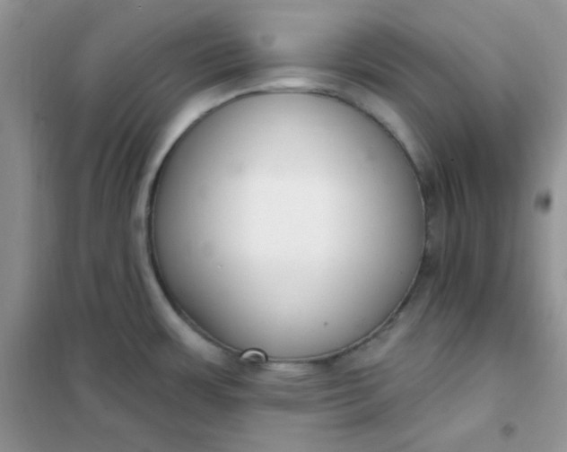 X0000101981483200808011048