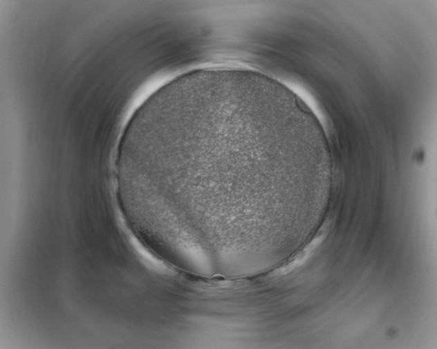 X0000101981485200808011048