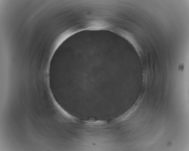 X0000101981487200808011048