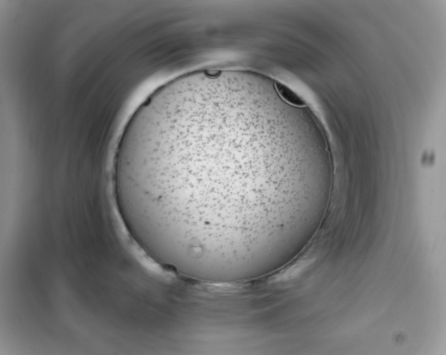 X0000101981488200808011048