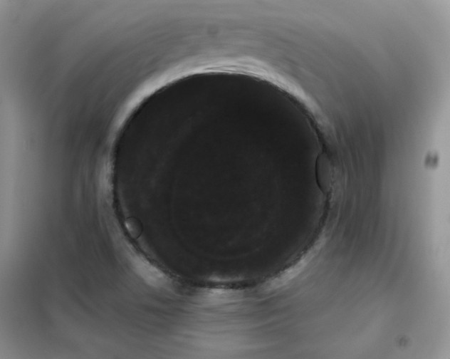 X0000101981506200808011048