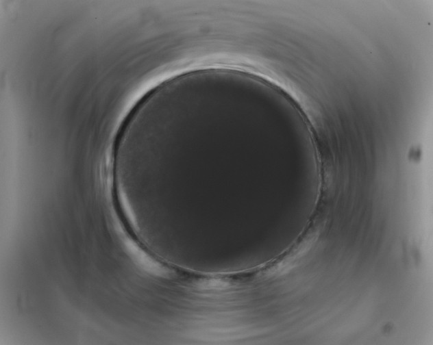 X0000101981515200808011048