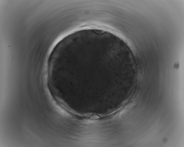 X0000101981522200808011048