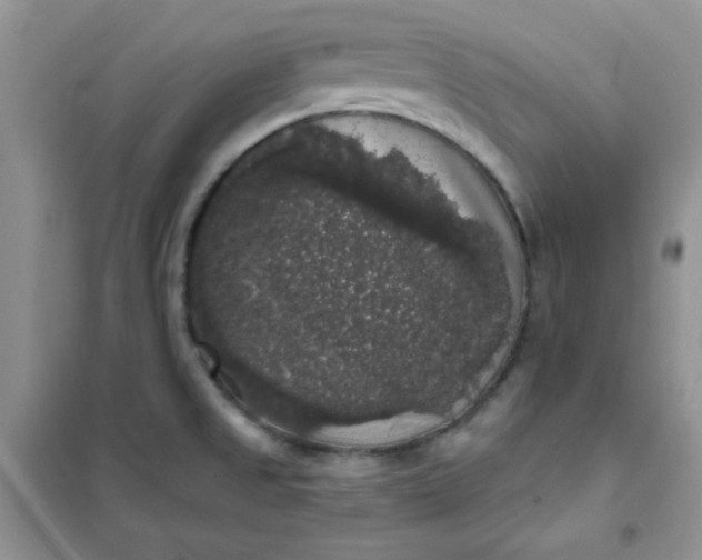 X0000101981525200808011048