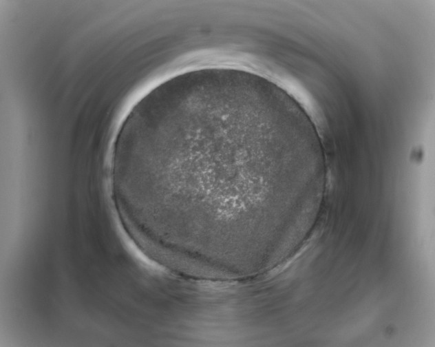 X0000101981528200808011048