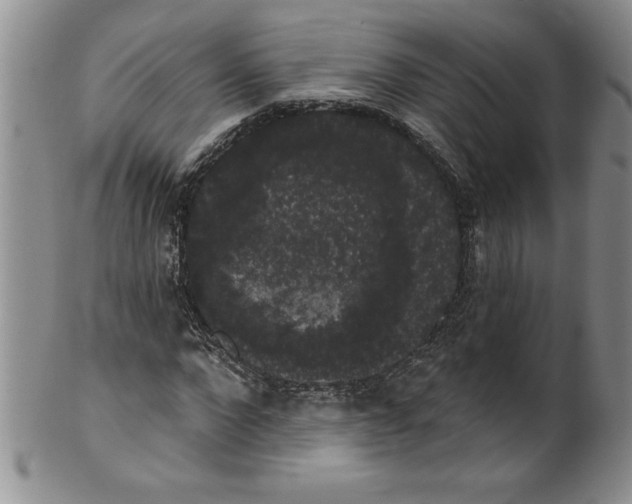 X0000101980872200808081613