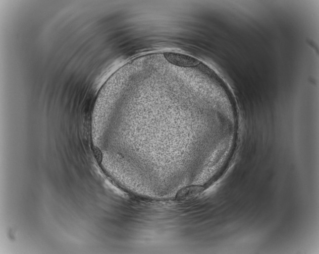 X0000101981001200808081611