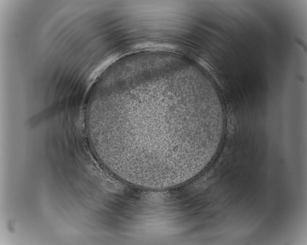 X0000101981074200808081610