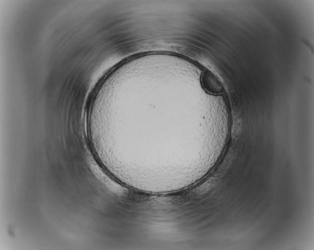 X0000101981080200808081610