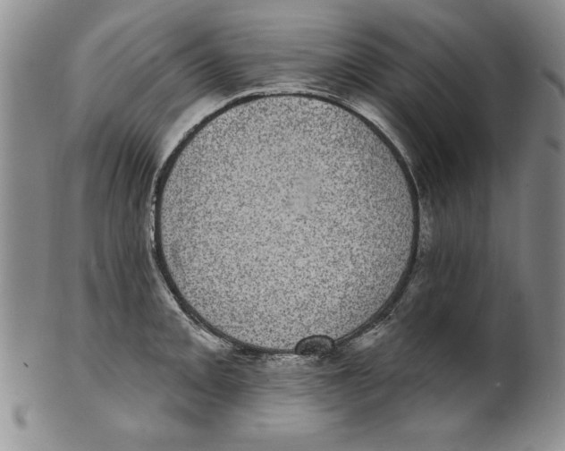 X0000101981093200808081609