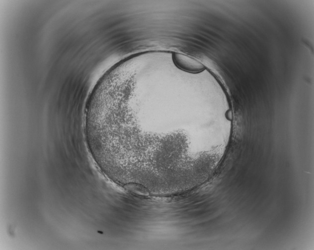 X0000101981096200808081609