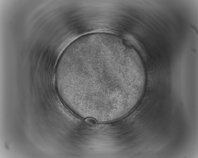 X0000101981284200808081605