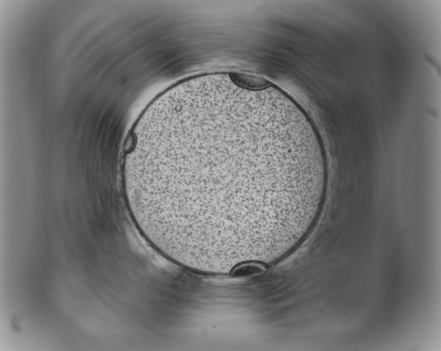 X0000101981296200808081605