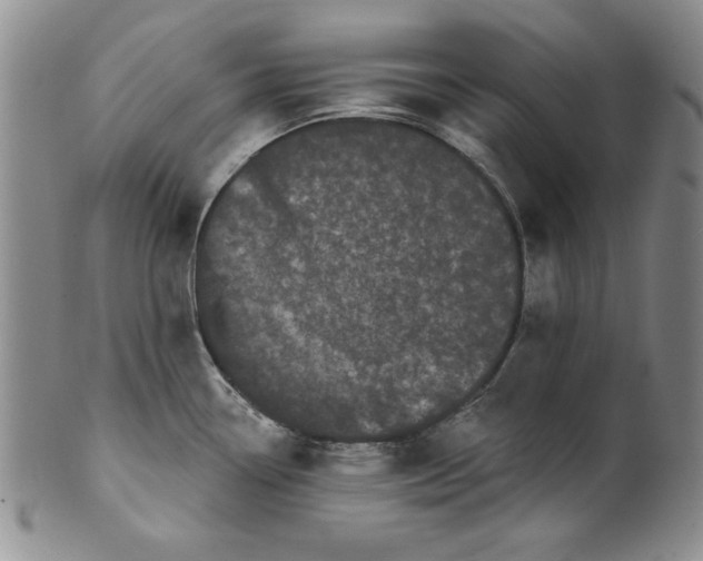 X0000101981338200808081605