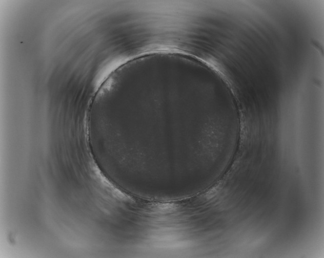 X0000101981382200808081604