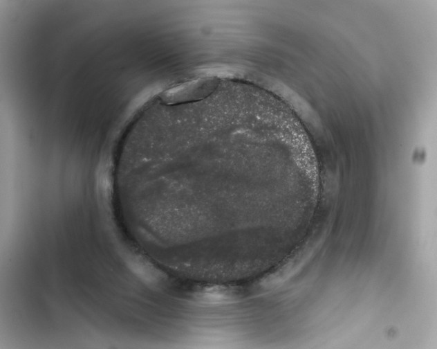 X0000101980064200808151410