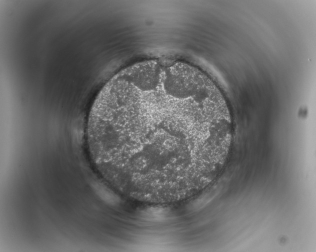 X0000101980065200808151410