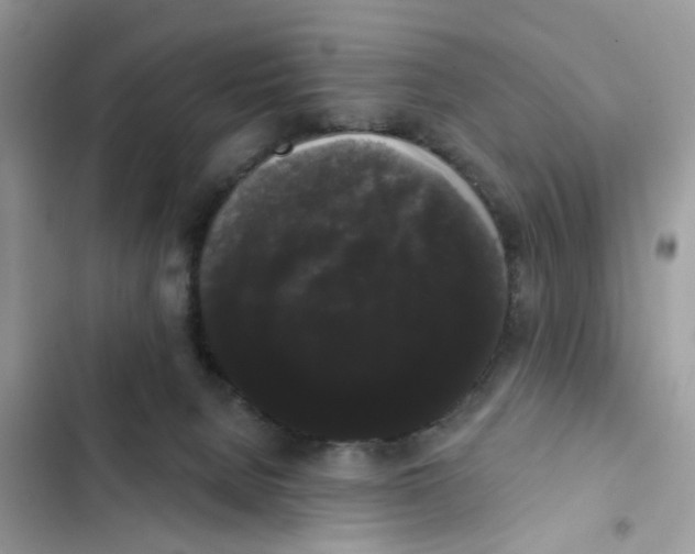 X0000101980080200808151411