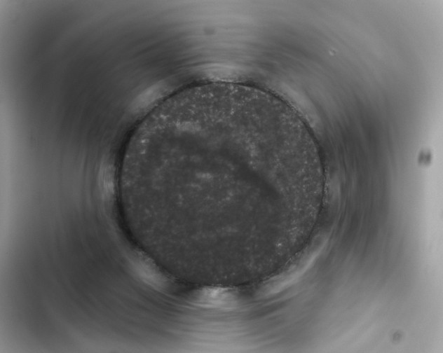 X0000101980117200808151410