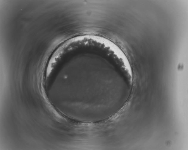 X0000101980145200808151409