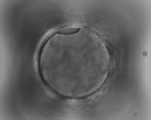 X0000101980197200808151409