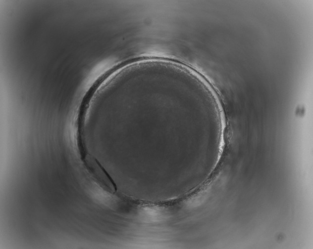 X0000101980199200808151409