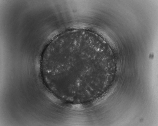 X0000101980309200808151407