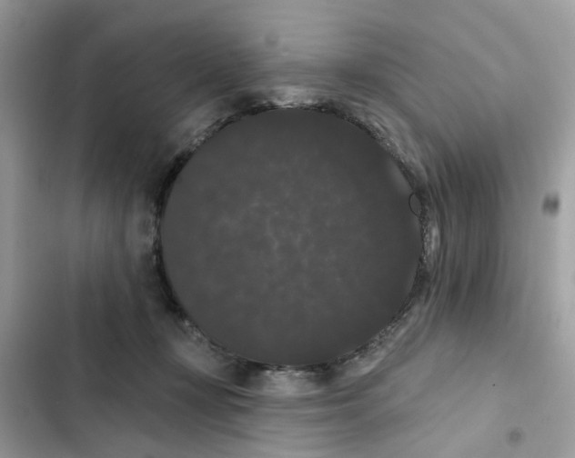 X0000101980367200808151406