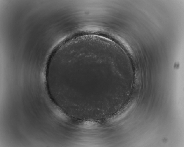 X0000101980399200808151406