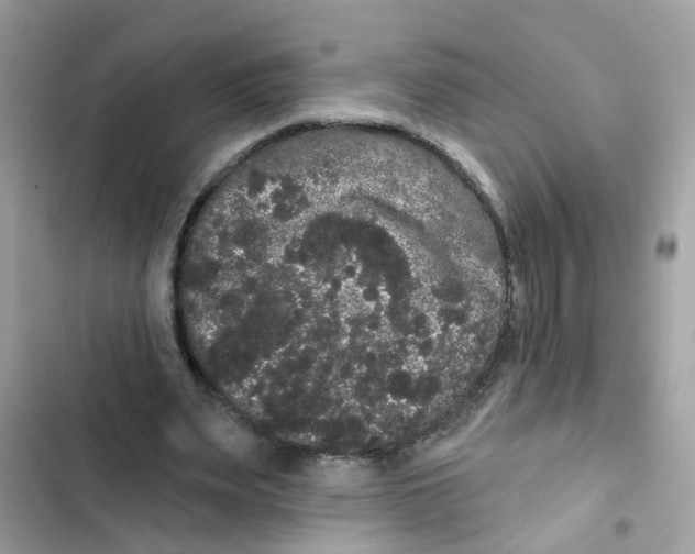 X0000101980487200808151405