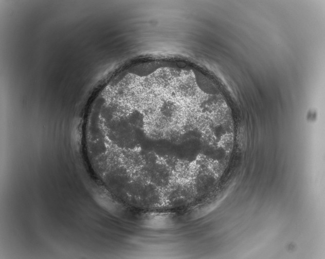 X0000101980495200808151405