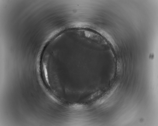 X0000101980581200808151403