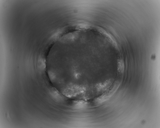 X0000101980621200808151403