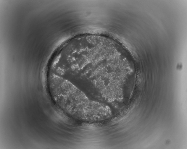 X0000101980679200808151402