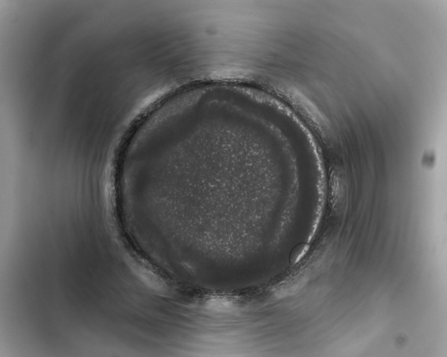 X0000101980684200808151402