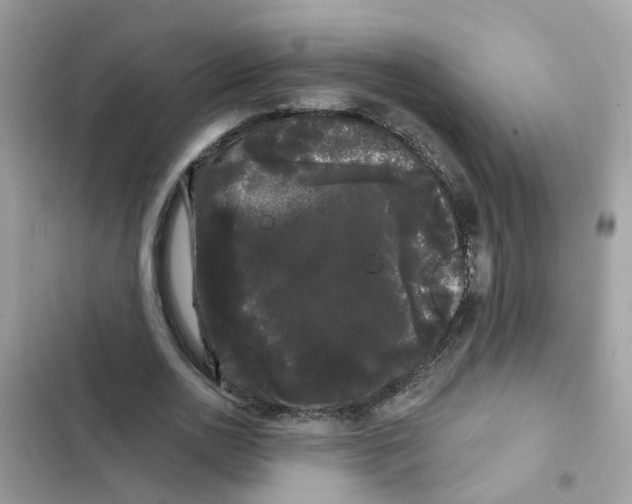 X0000101980726200808151400