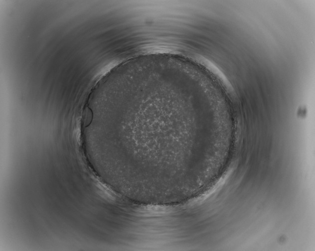 X0000101980777200808151400